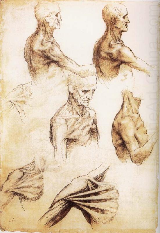 LEONARDO da Vinci Waiter flat anatomy of the shoulder china oil painting image